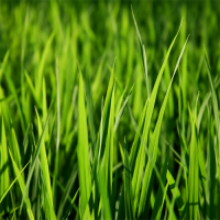 grass